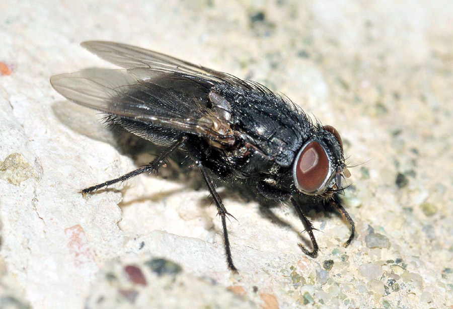 Muscidae: Muscina pascuorum
